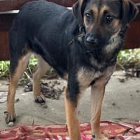 Feine Olivia sucht eine liebe Familie, Hündin zur Adoption