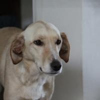 OliviaCarina - wartet in 53343 Wachtberg, Hündin zur Adoption