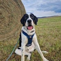 Bruno sucht ein neues Zuhause, Hund zur Adoption