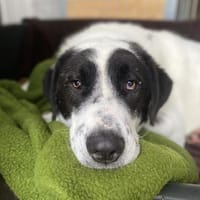 BETTO - tollpatschig und so verschmust, Hund zur Adoption