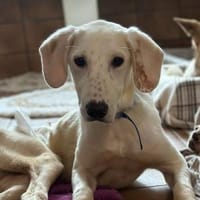 PARIS - Handicap-Hund mit Herz, Hund zur Adoption