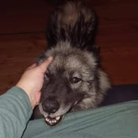 SARAH ca. 6 J. sucht ruhiges Zuhause, Hündin zur Adoption