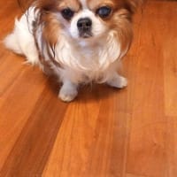 LUKY ca. 10 j. Chihuahuarüde sucht ruh, Hund zur Adoption