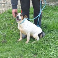 LASSIE - geb. ca. 06/2020 - Beagle Mix, Hündin zur Adoption