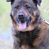 Yona - ein echter Prachtkerl!, Hund zur Adoption