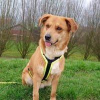 Calima:traut sich auch zu Anfängern, Hündin zur Adoption