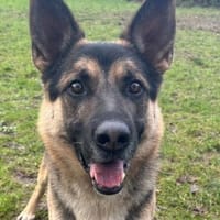 KASPER 5,5 J. verspielter Schäfer-Rüde, Hund zur Adoption