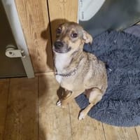 NERO = klug + lernfreudig 🆘‼🆘, Hund zur Adoption