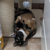 Casseema - eine scheue Schönheit, Katze zur Adoption