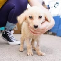 Milky Way sucht sein Zuhause, Hund zur Adoption