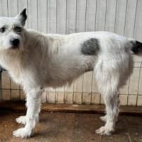 Zarte Pauline sucht Sicherheit und Liebe, Hündin zur Adoption