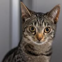 Dori - die erste am Napf, Katze zur Adoption