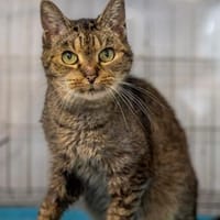 Libby - Fundkatze mit Herz, Katze zur Adoption