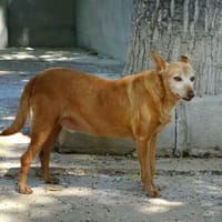 Colajet, ängstlich, ruhig, Hund zur Adoption