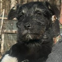 Paris, Hundemädchen sucht sanfte Hände, Hündin zur Adoption