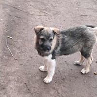 Pavel, kleiner Hundemann auf Suche, Hund zur Adoption