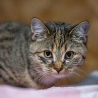 Hope - aus dem Wald auf die Couch, Katze zur Adoption
