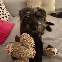 Charlie - lieb, verschmust, mag Kinder, Hund zur Adoption