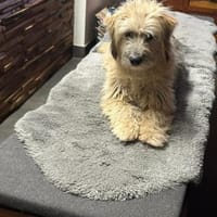 Bernie  kleiner Wirbelwind, Hündin zur Adoption