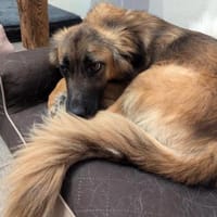 Nunzia braucht Ihre Unterstützung 💚, Hündin zur Adoption