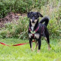 Diva ist pflegeleicht, Hündin zur Adoption