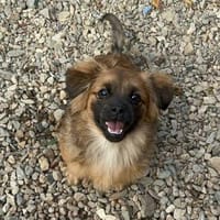 Pekinesen-Mix LEO 😍 in Crimmitschau, Hund zur Adoption