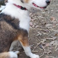 Dario sucht eine tolle Familie, Hund zur Adoption