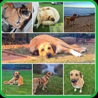 Simba 🐶💙 sucht seine Familie, Hund zur Adoption