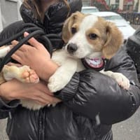 Sophiasucht ihr großes Glück🐾, Hündin zur Adoption