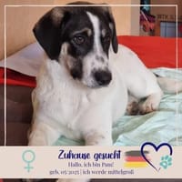 Pam - 55122 Mainz - aufgeschlossen, Hündin zur Adoption