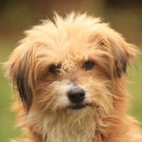 Willi, geb. ca. 09/2023, 30655 Hannover, Hund zur Adoption