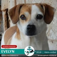 EVELYN - 2018 auf PS in 02633 Dretschen, Hündin zur Adoption