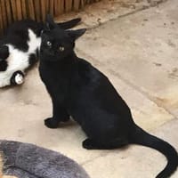 Noir aus dem Tierschutz, Katze zur Adoption