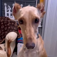 SAURON, chienne à adopter