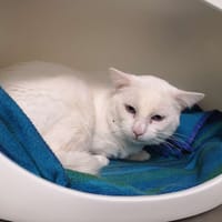 flocon, chat à adopter