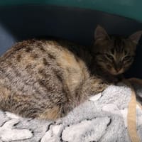Réservée arôme, chatte à adopter