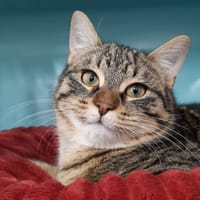 Gribouille, chat à adopter
