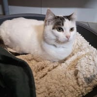 chantilly, chatte à adopter