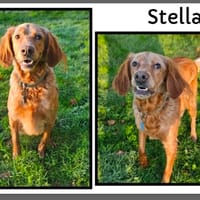 STELLA, chienne à adopter