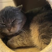 GUSTAVE, chat à adopter