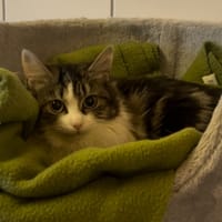 ZIGGY, chatte à adopter