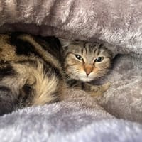 ROBIN, chat à adopter