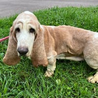 LOTUS, chienne à adopter