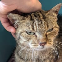 VETONEN, chat à adopter