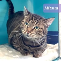 Mitsua, chatte à adopter