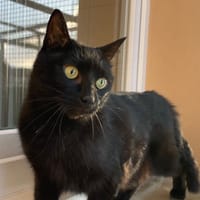 SAPHIR, chat à adopter