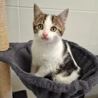 Sally, chatte à adopter