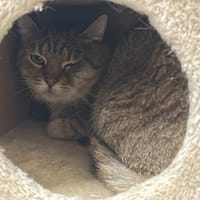 DIANA, chat à adopter