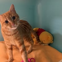 PATCHY, chat à adopter