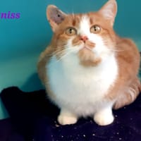 KATNISS, chatte à adopter